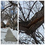 Tree/Branch Damage - Public Property at 9923 85 Ave, Edmonton, Ab T6 E 2 J7, Canada