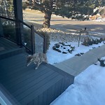 Coyote Sighting at 9035 145 Street NW