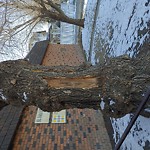 Tree/Branch Damage - Public Property at 10759 96 St NW