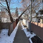 Tree/Branch Damage - Public Property at 13236 90 Street NW