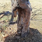 Tree/Branch Damage - Public Property at N53.46 E113.50