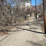 Tree/Branch Damage - Public Property at 9527 105 Street NW