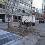 Tree/Branch Damage - Public Property at 10049 106 St, Edmonton, Ab T5 J 1 G3, Canada