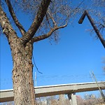 Tree/Branch Damage - Public Property at 9812 96 A Street NW