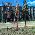 Tree/Branch Damage - Public Property at 9825 82 Avenue NW