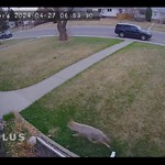 Coyote Sighting at 11422 111 A Avenue NW
