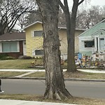 Overgrown Trees - Public Property at 6611 111 Avenue NW