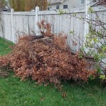 Tree/Branch Damage - Public Property at N53.50 E113.66