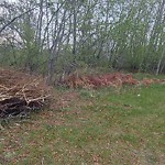 Tree/Branch Damage - Public Property at 9804 Winterburn Road NW