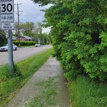 Overgrown Trees - Public Property at N53.52 E113.51