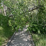 Tree/Branch Damage - Public Property at 640 Henderson Street NW