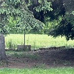 Noxious Weeds - Public Property at 408 Huffman Crescent NW