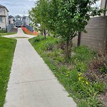 Noxious Weeds - Public Property at 2229 Kelly Crescent SW