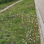 Noxious Weeds - Public Property at 3448 32 A St, Edmonton, Ab T6 T 1 T7, Canada