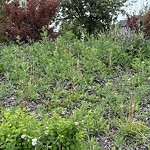 Noxious Weeds - Public Property at Hays Ridge Blvd SW