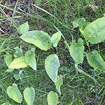 Noxious Weeds - Public Property at 15223 74 St Nw, Edmonton T5 C 0 Y8