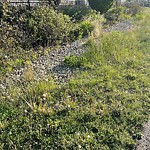 Noxious Weeds - Public Property at 4879 Kinney Road SW