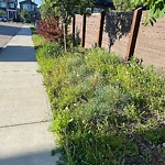 Noxious Weeds - Public Property at 2122 Koshal Way SW