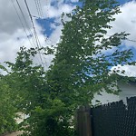 Overgrown Trees - Public Property at 10618 69 Avenue NW