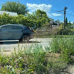 Noxious Weeds - Public Property at 7603 114 Street NW