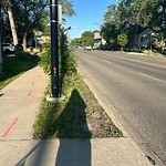 Noxious Weeds - Public Property at 11201 67 Street NW