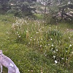 Noxious Weeds - Public Property at 5504 167 Avenue NW