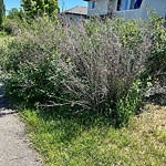 Overgrown Trees - Public Property at 7076 South Terwillegar Drive NW