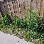 Noxious Weeds - Public Property at 12505 171 Avenue NW