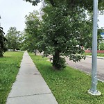 Overgrown Trees - Public Property at N53.59 E113.51