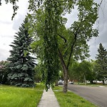 Tree/Branch Damage - Public Property at 6715 86 Street NW