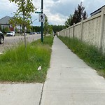 Noxious Weeds - Public Property at 712 40 Avenue NW