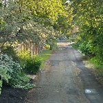 Overgrown Trees - Public Property at 6609 124 Street NW