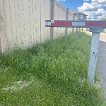 Noxious Weeds - Public Property at 4128 Hawthorn Court SW