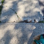 Sidewalk Concern at 14803 43 Avenue NW