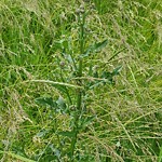 Noxious Weeds - Public Property at 10527 30 Ave Nw, Edmonton T6 J 2 Y1