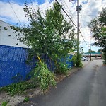 Overgrown Trees - Public Property at 7443 83 Avenue NW