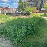 Overgrown Trees - Public Property at 9810 103 A Avenue NW