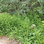 Noxious Weeds - Public Property at 9404 Scona Road NW