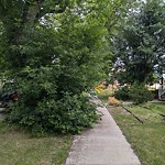 Overgrown Trees - Public Property at 10921 University Avenue NW