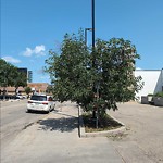 Overgrown Trees - Public Property at 10225 106 Street NW