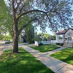 Overgrown Trees - Public Property at 11114 68 Street NW