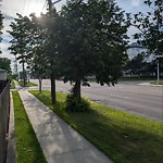 Overgrown Trees - Public Property at 10535 76 Street NW