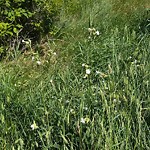 Noxious Weeds - Public Property at 13511 124 B Avenue NW