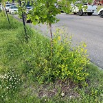 Noxious Weeds - Public Property at 7209 South Terwillegar Drive NW