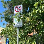 Overgrown Trees - Public Property at 10982 101 Street NW