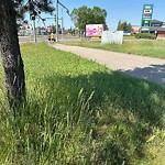 Noxious Weeds - Public Property at 10960 23 Avenue NW