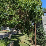 Overgrown Trees - Public Property at 9058 91 Street NW