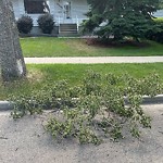 Tree/Branch Damage - Public Property at 8620 76 Street NW