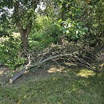 Tree/Branch Damage - Public Property at 5518 110 Street NW