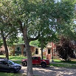 Overgrown Trees - Public Property at 10221 90 Street NW